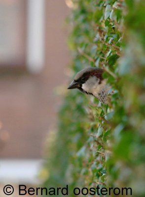 Huismus/Housparrow