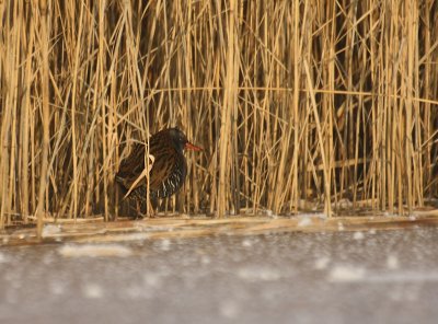 waterral/water rail