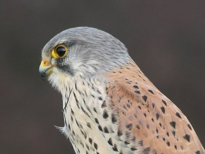 IMG_3755a.jpg