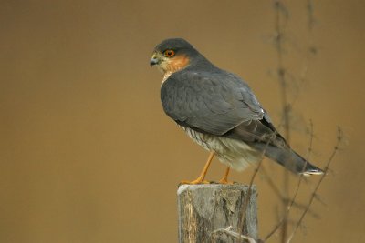 Sperwer/Sparrow Hawk