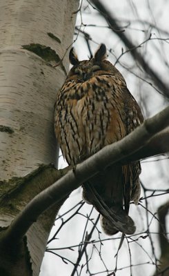 Ransuilen/long-eared owls