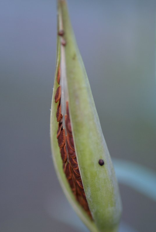 Milk Weed Pod