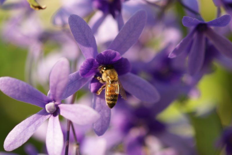 Wisteria