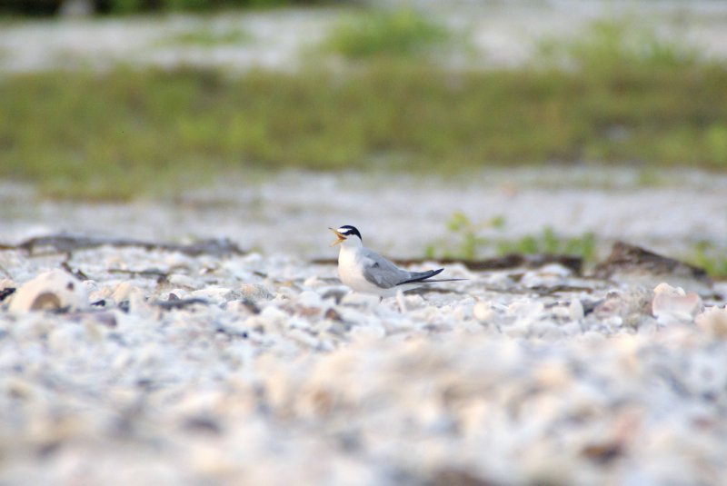 Naples, Florida