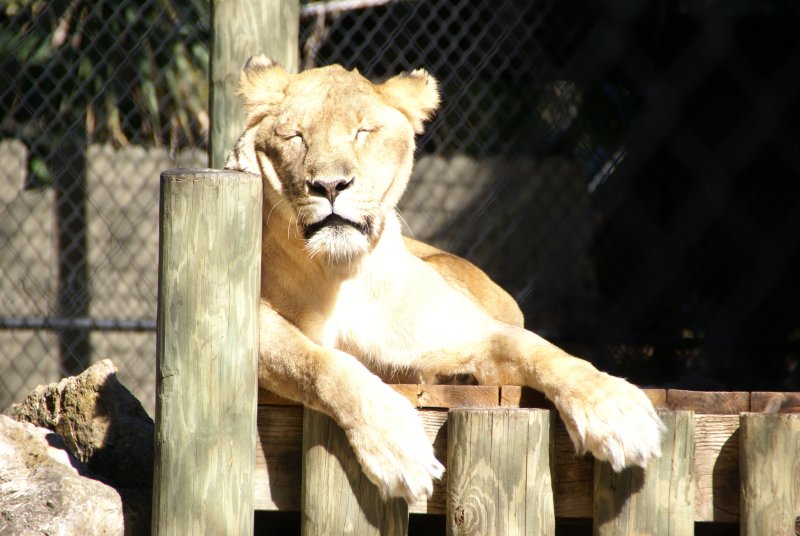 The Naples Zoo