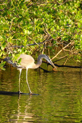 Naples, Florida