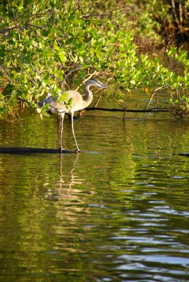 Naples, Florida