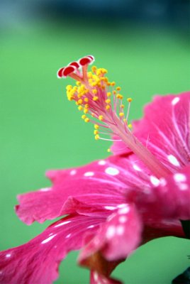 Peppermint Patty Hibiscus