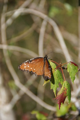 Corkscrew Swamp Sanctuary