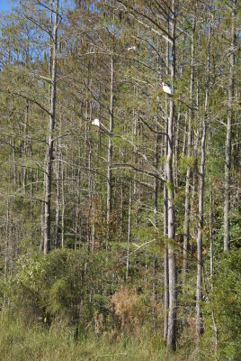 Corkscrew Swamp Sanctuary