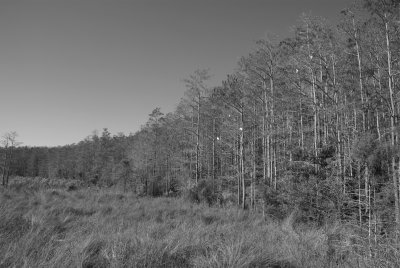 Corkscrew Swamp Sanctuary