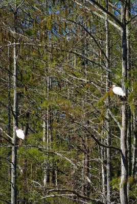 Corkscrew Swamp Sanctuary