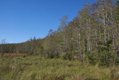 Corkscrew Swamp Sanctuary