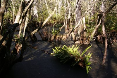 Corkscrew Swamp Sanctuary