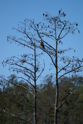 Corkscrew Swamp Sanctuary