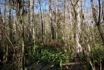 Corkscrew Swamp Sanctuary