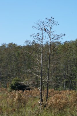 Corkscrew Swamp Sanctuary