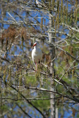 Corkscrew Swamp Sanctuary
