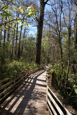 Corkscrew Swamp Sanctuary
