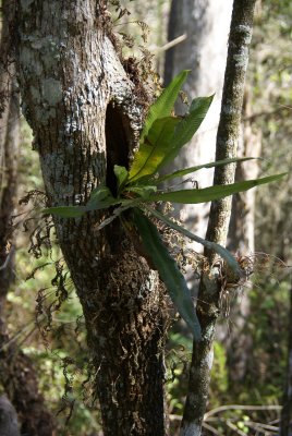 Corkscrew Swamp Sanctuary