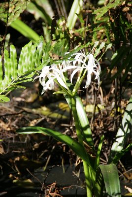 Corkscrew Swamp Sanctuary