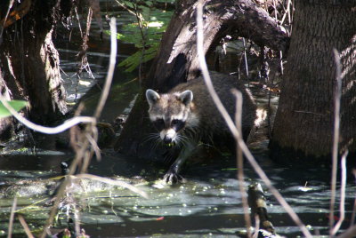 Corkscrew Swamp Sanctuary