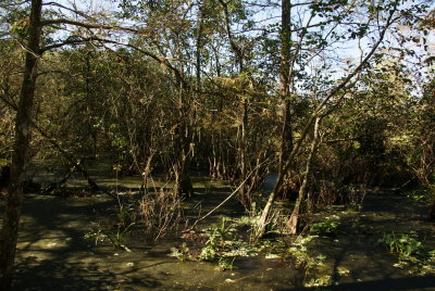 Corkscrew Swamp Sanctuary