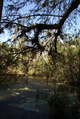 Corkscrew Swamp Sanctuary