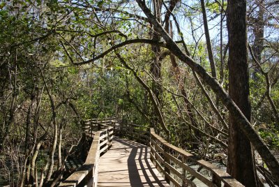 Corkscrew Swamp Sanctuary