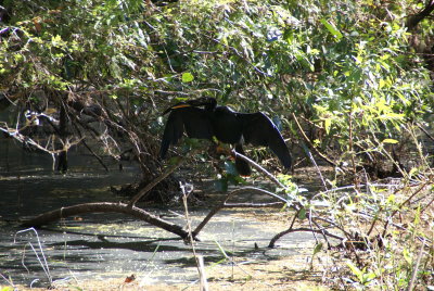 Corkscrew Swamp Sanctuary