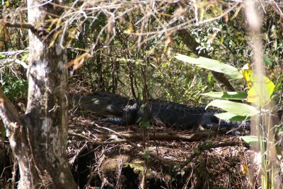 Corkscrew Swamp Sanctuary