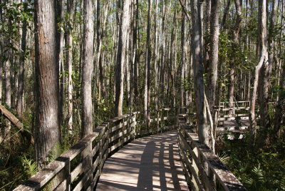 Corkscrew Swamp Sanctuary