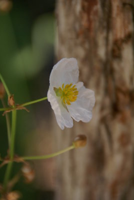 Corkscrew Swamp Sanctuary