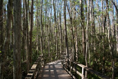 Corkscrew Swamp Sanctuary