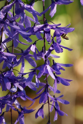 Wisteria