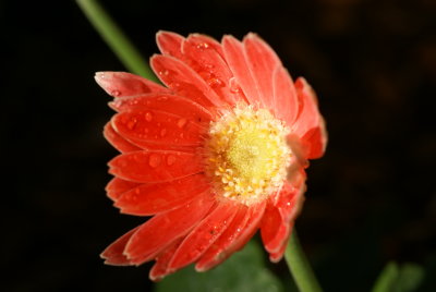 Gerber Daisy