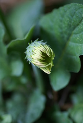 Gerber Daisy