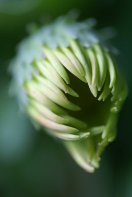 Gerber Daisy