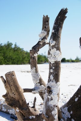 Cape Romano, Fl