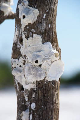 Cape Romano, Fl