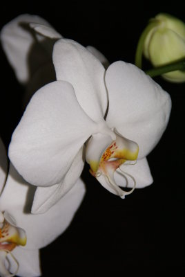 Phalenopsis