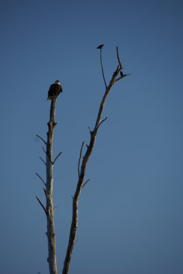 Naples, Florida