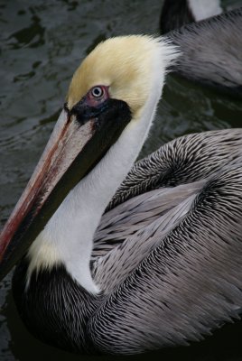 Naples, Florida