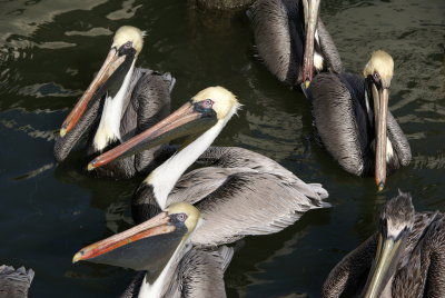 Naples, Florida