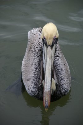 Naples, Florida