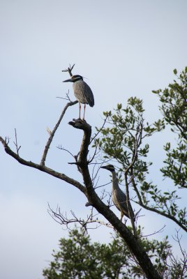 Naples, Florida