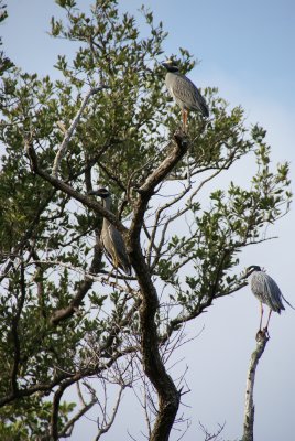 Naples, Florida