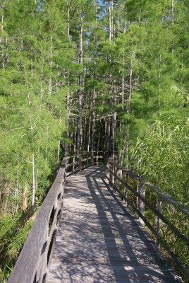 Corkscrew Swamp Sanctuary