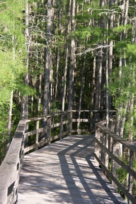 Corkscrew Swamp Sanctuary