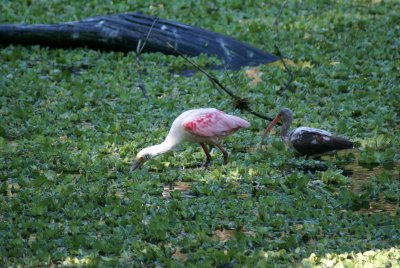 Corkscrew Swamp Sanctuary
